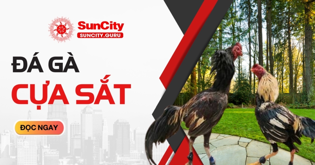 Đá gà cựa sắt tại Suncity