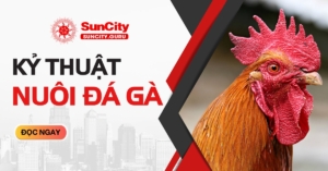 Kỷ thuật nuôi gà đá